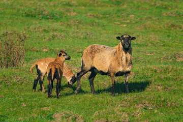 Naklejka na ściany i meble Sheep (Ovis aries) are domesticated, ruminant mammals typically kept as livestock. 