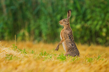 The European hare (Lepus europaeus), also known as the brown hare, is a species of hare native to Europe and parts of Asia. 