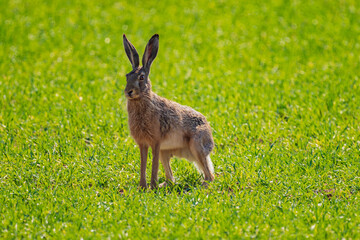 The European hare (Lepus europaeus), also known as the brown hare, is a species of hare native to Europe and parts of Asia. 