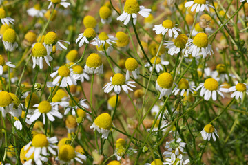 field cultivated with chamomile flowers for the production of relaxing herbal teas