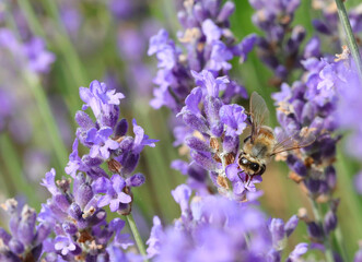 bee while sucking nectar from lavender flower in the field