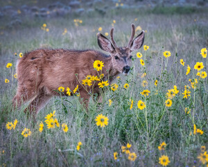 A young mule deer buck with velvet on antlers in a stand of prairie sunflowers