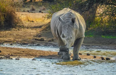 Zelfklevend Fotobehang Portrait of an African white Rhinoceros or Rhino or Ceratotherium simum also know as Square lipped Rhinoceros in a South African game reserve © shams Faraz Amir