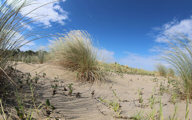 wild desert landscape with sand and some bushes and sky - obrazy, fototapety, plakaty