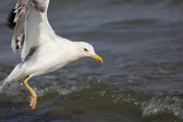 white seagull on the seashore in summer looking for food