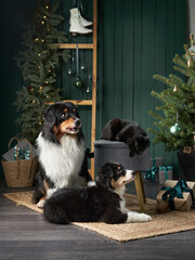 Family of two dogs by Christmas tree. Australian Shepherd, Puppy and black Cat In holiday Decorations