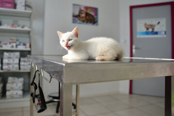 portrait of a small red point kitten on the vet's examination table