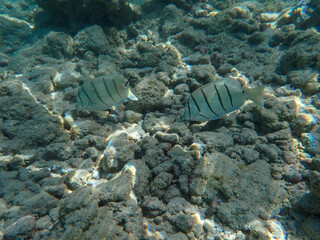 coral reef and fish
