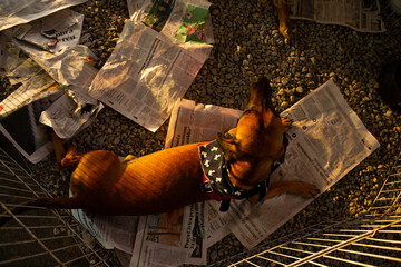 Cachorro caramelo, deitado sobre folhas de jornal, em exposição dentro de uma cerca em uma feira de adoção de animais em Goiânia. - obrazy, fototapety, plakaty