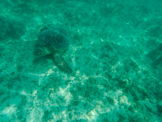 turtle swimming in the sea