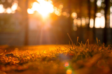 Defocused grasses or lawns at sunset. Nature background photo.
