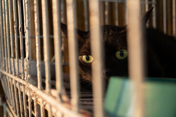 Um gato preto dentro de uma gaiola em uma feira de adoção de animais abandonados.