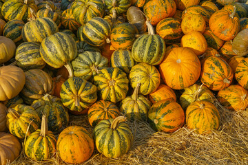 pumpkin harvest in autumn season
