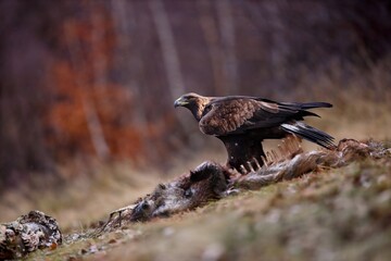 Golden eagle, aquila chrysaetos, devouring killed prey on field in autumn. Wild bird feeding in forest in fall. Brown feathered animal hunting on meadow.