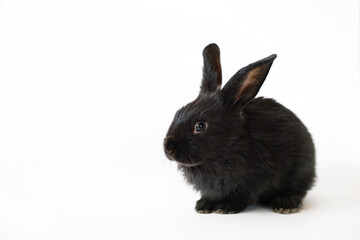 One little black rabbit isolated on a white background. Hare is a symbol of 2023 year by a Chinese calendar. Cute fun pet. Holiday gift for Christmas, New Year or Easter. Copy space. Banner