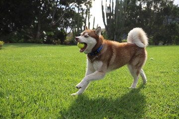 Red Siberian Husky running and playing © Mariana