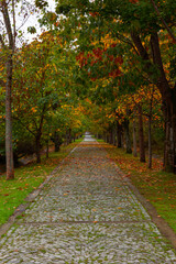 Autumn or fall vertical background photo. Pavement in the forest