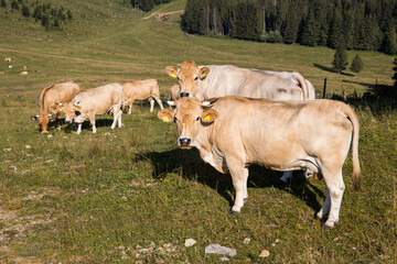 Husbandry with cows on an idyllic mountain landscape in Austria