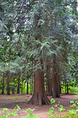 KALININGRAD REGION, RUSSIA. Tuya giant. Ecological route-trail 