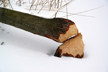 The trunk of a tree, gnawed and knocked down by a beaver. Winter