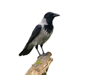 Hooded crow, corvus cornix, sitting on a branch from side view isolated on white background. Large...