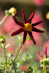 Stunning deep red star shaped dahlia flowers by the name Verrone's Obsidian, photographed with a...