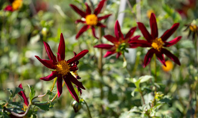 Stunning deep red star shaped dahlia flowers by the name Verrone's Obsidian, photographed with a...
