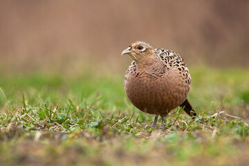 Common pheasant, phasianus colchicus, sitting on meadow in autumn nature. Brown hen looking on ground in fall. Female bird watching on grassland in wilderness.