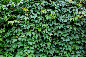 Fototapeta na wymiar Decorative background of wild green grapes leaves. Nature texture. Banner. Five-leaved ivy natural wallpaper. Copy space. Garden hedge. Thickets creeper. Front and back yard decor. Autumn landscape