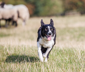 Happy border collie dog running in field with sheep in background
