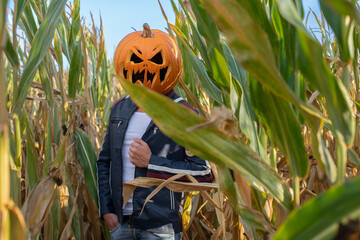 Mann mit geschnitzten Kürbis auf dem Kopf steht im Maisfeld an Halloween