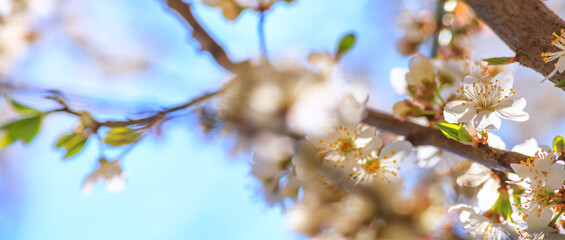 Spring background, banner - flowers of apple tree on the background of a blooming garden, closeup with space for text