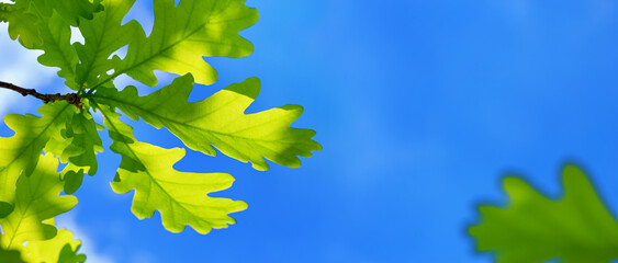 Obraz premium Spring landscape, banner - view of the oak leaves on the branch in the deciduous forest on a sunny day against the sky, close-up with space for text