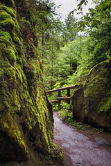 Natural landscape - view of hiking trail in the Elbe Sandstone Mountains, Bohemian Switzerland or Czech Switzerland, the north-western Czech Republic