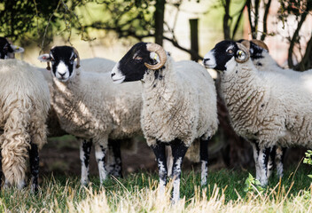 Flock of Swaledale ewes sheep sheltering under a bush