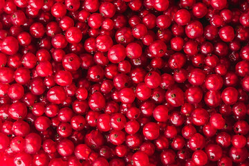 Texture of ripe red currant berries. Red currant natural background wallpaper banner. A lot of red berries of ripe currants. Farming concept, harvesting