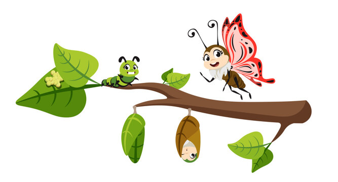Vector illustration of caterpillar stages. Cartoon illustration of caterpillars that crawl along the branches, laid eggs, cocoon, butterfly.
