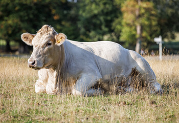 Charolais cow lying in sunny field