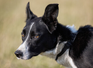 Headshot of cute border collie sheepdog with lopsided ears