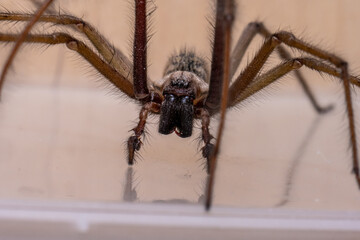 Macro photo of a Eratigena atrica also known as Giant house spider.