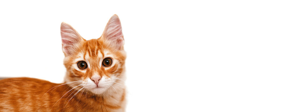 Red cat looking forward on a white background isolated. Ginger tabby kitten. Banner of sales creative concept with free copy space for text. Online shopping. New year of the cat.