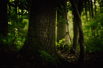 West German Autumn September Forest