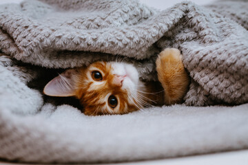 Online shopping. Red cat gaming on a bed on a gray plaid close-up. Sales creative concept. Funny raised paw. A beautiful and funny pet. New year of the cat.