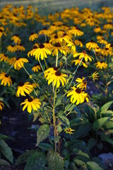 Yellow flowers of Rudbeckia fulgida 