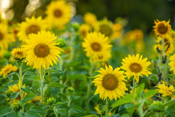 Fototapeta premium Sunflower Helianthus annuus in golden sunset light.