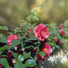 Camellia flowers in garden on sunny spring day