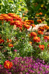 Fototapeta na wymiar Brightly coloured yellow and orange marigold flowers growing in containers, photographed in a garden at RHS Wisley garden, Surrey, UK.