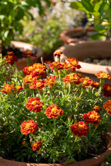 Brightly coloured yellow and orange marigold flowers growing in containers, photographed in a garden at RHS Wisley garden, Surrey, UK.