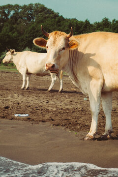 Cows on the sea walking on a sandy beach