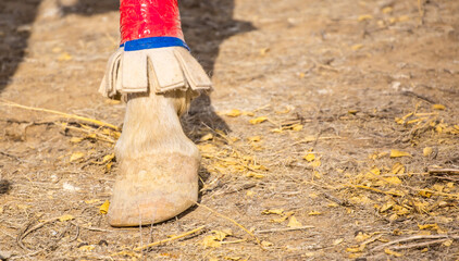 Horses are large. Harnessed and saddled, the horses are tied to a stall in a green meadow....